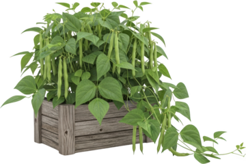 A lush green bean plant with developing pods growing in a rustic wooden planter transparent background