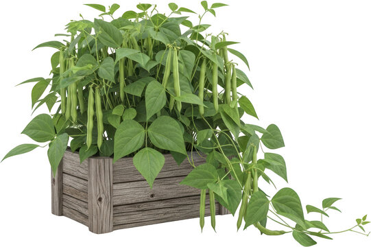 A lush green bean plant with developing pods growing in a rustic wooden planter transparent background