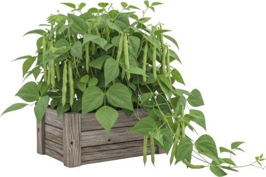 A lush green bean plant with developing pods growing in a rustic wooden planter transparent background