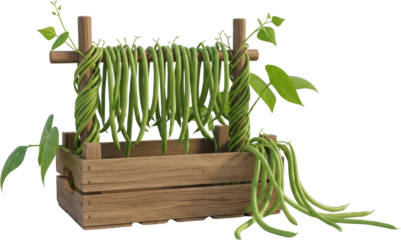 Fresh green beans hanging on a wooden support structure within a rustic wooden crate isolated with to isolate