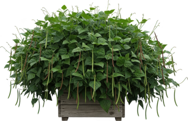 Bush bean plant with numerous green and purple pods hanging from lush foliage growing in a wooden planter isolate