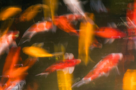 Goldfish