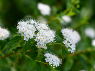 小さなシロバナシモツケの花