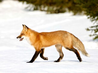 Obraz premium red fox in the snow