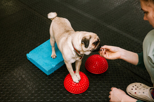 A pug trains at the canine center