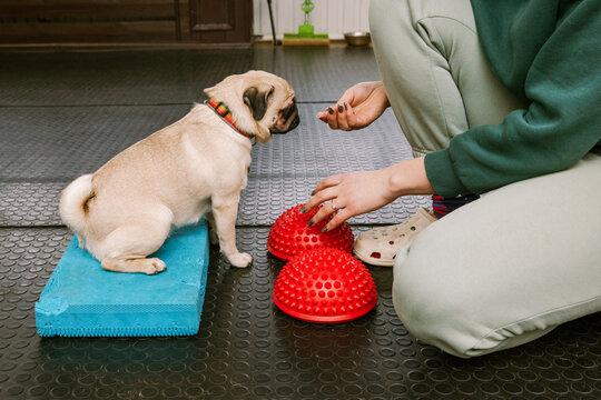 A pug trains at the canine center