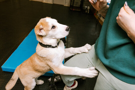 Puppy training session at a local facility