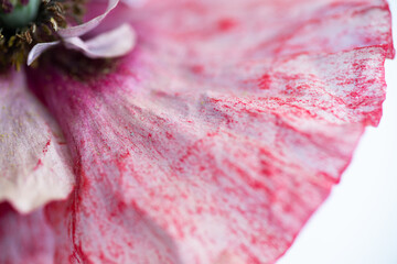 Close up of Beautiful Shirley Pink Poppy Flower