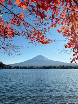 Mount Fuji surrounded by autumn foliage and clear blue sky 