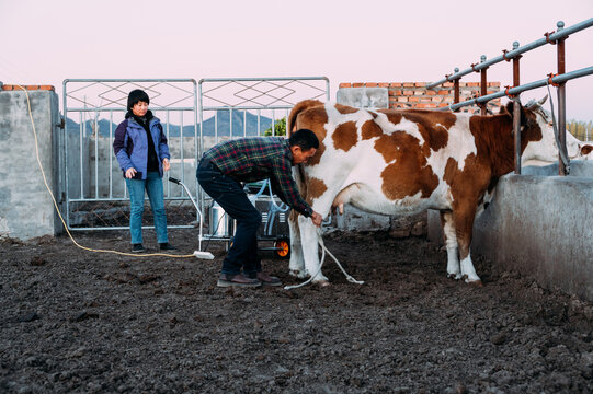 The Mongols are milking cows