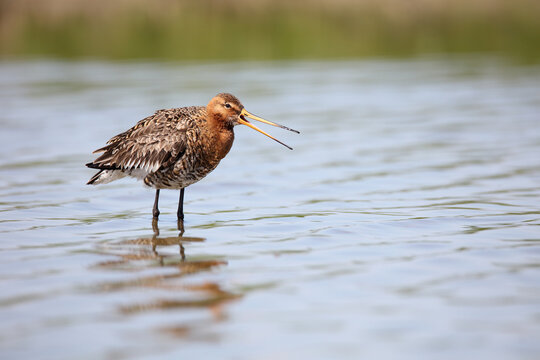 Black-tailed godwit in water, making a call