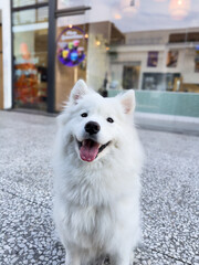 Portrait of a white samoyed dog