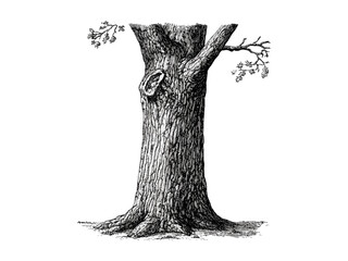 Vintage hand-drawn engraving of Elm Tree Trunk, botanical art, rustic tree decor, elm bark texture, eco-friendly print, woodland nature design, black sketch, retro style, forest illustration © Vintage studio