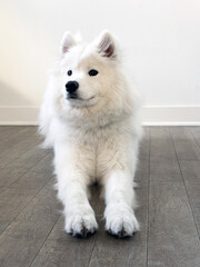 White samoyed dog on white background