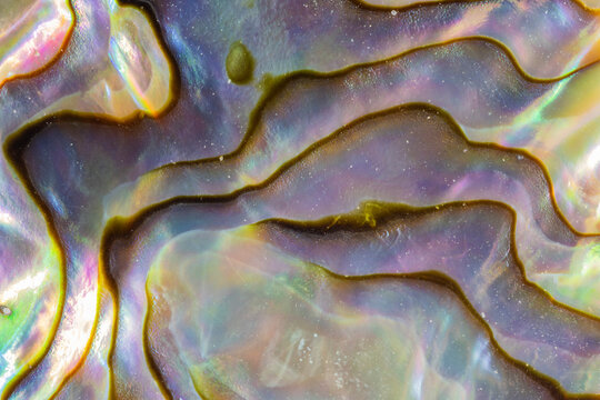 Iridescent Abalone Shell Background Closeup  