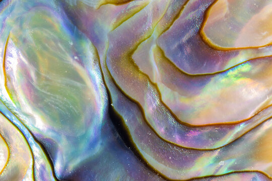 Iridescent Abalone Shell Closeup  