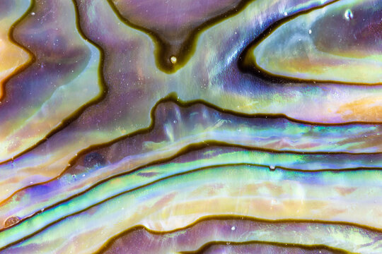 Iridescent Lines In An Abalone Shell Closeup