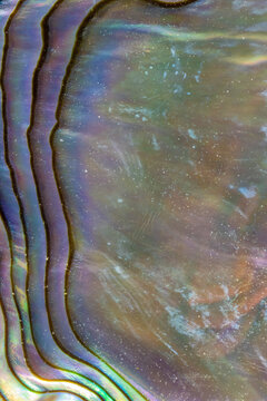 Iridescent Nacre In Surface Of An Abalone Shell Closeup  