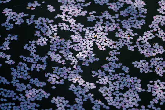 Floating Sakura Petals