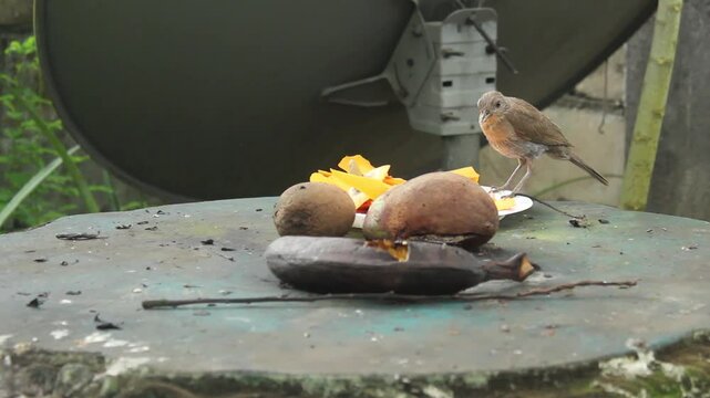 Adult Clay-colored Thrush Collecting Leftover Fruit from Papaya Peel for Chicks. Wild Birds of Suriname, South America