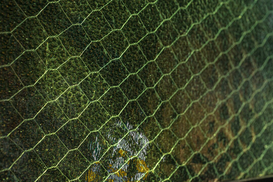 Intricate Green Honeycomb Pattern on Textured Glass