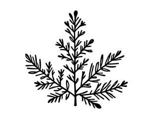 Fototapeta premium Black and white drawing of a stylized evergreen branch with needle-like leaves.
