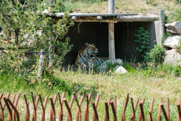 Siberian tiger laying under shelter
