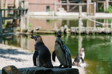 Fototapeta premium Humboldt penguins on the rocks