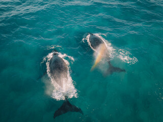 Overhead shot of whales breaching  © Ryan