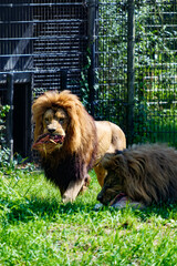 Fototapeta premium Lions feeding in the grass