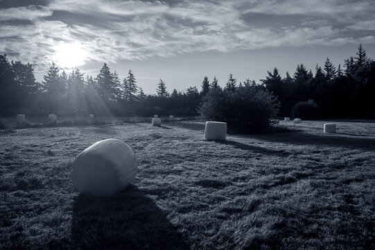 Hay bales create long shadows as the sun comes up over the trees on a field in the Pacific Northwest. Monochromatic look at a freshly baled pasture during a beautiful spring sunrise.