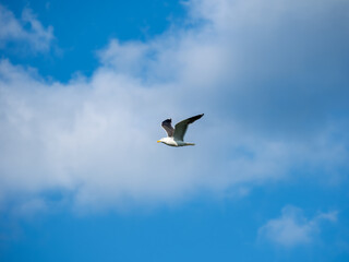 Seagull flying in the sky