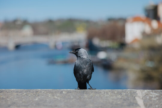 Eurasian Jackdaw on Stone Ledge by River