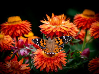 Painted Lady Butterfly coordinating perfectly in colour with an orange Paper Daisy bunch of flowers in the garden. 