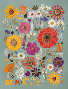 A sunny and warm composition of pressed flowers