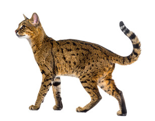 Naklejka premium A realistic Pampas cat, a small wild feline, isolated on a white background, native to South American grasslands.