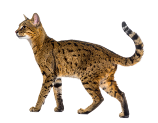 A realistic Pampas cat, a small wild feline, isolated on a white background, native to South American grasslands.