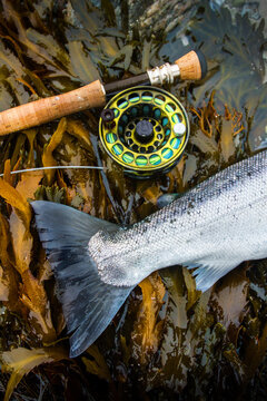 A silvery fish tail and a fishing rod
