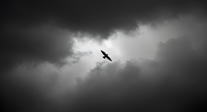 A lone bird soars through the cloudy sky in black and white creating a dramatic and powerful image
