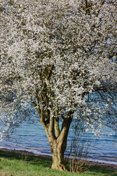White Blossom Tree by the Water