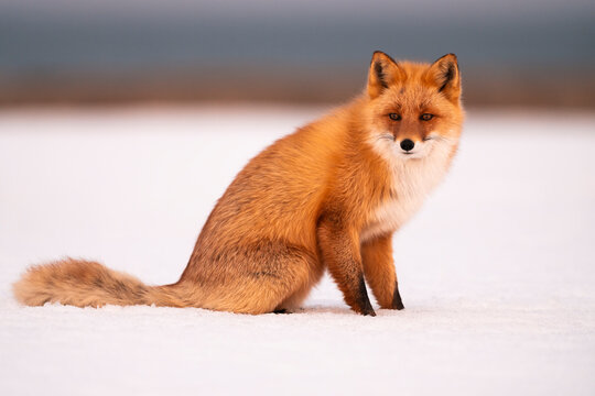 Red Fox Sitting In The Snow At Sunset  