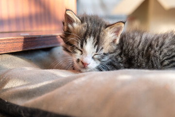 Cute baby cat sleeping. portrait of tiny tabby cat kitten in balcony