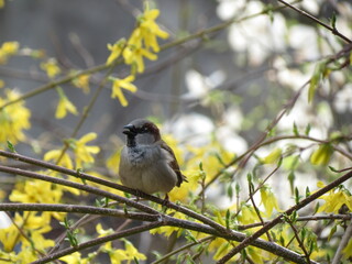 a lonely sparrow on a branch