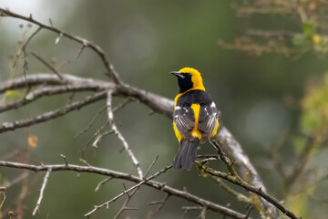 Brightly colored yellow and black Oriole bird sits perched on thin branch with an alert eye out for danger
