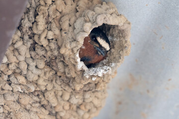 Adorable Cliff Swallow face peeking out of cozy nest while waiting for time to eat
