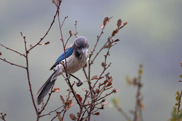 Proud Scrub Jay bird clings tightly to branch perch while looking down