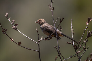 California Towhee bird is perched in the chaparral bushes safe from predators looking to the left