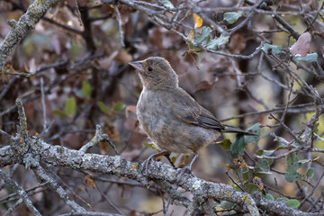 California Towhee fledgling bird is perched in the chaparral bushes safe from predators