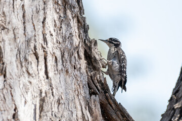 Black and white Nuttal Woodpecker clings to tree bark while climbing up the trunk