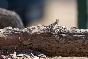 Reptile lizard sits atop an oak log while watching out for danger